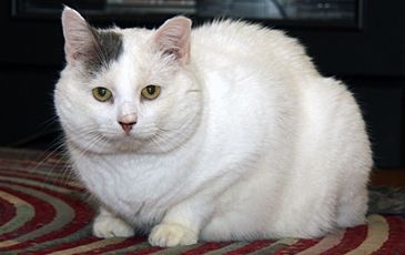 Big White Cat
